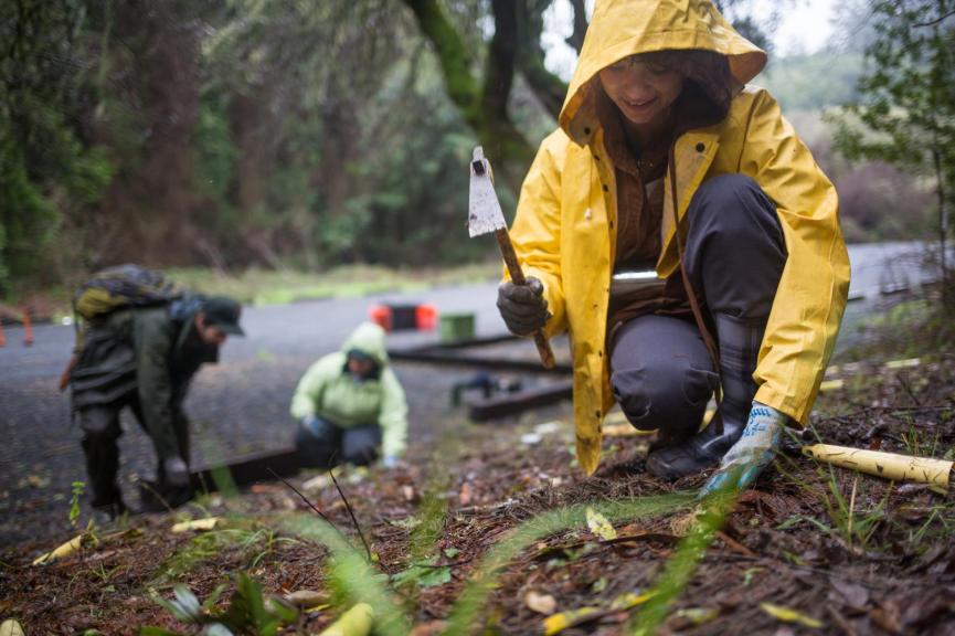 A woman in a yellow rain slicker plants along a misty roadway with others behind
