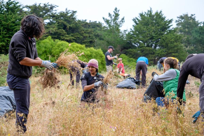 a group of people pull weeds with work gloves in a coastal field