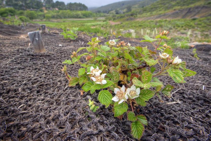 Up-close photo of native plant growing through landscape netting at a restored site