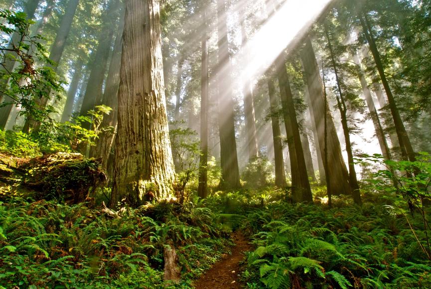 light shines through a stand of redwood trees as a dirt path snakes through the foreground