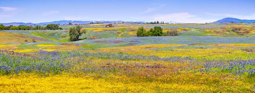 Open field of different colored vibrant flowers