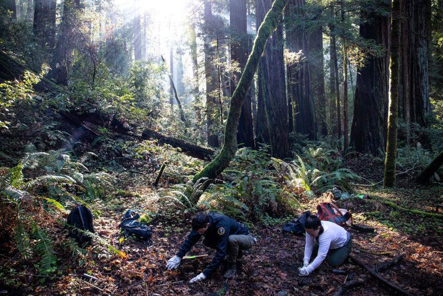 Two park staff dig in the leaf litter below towering redwoods in Muir Woods