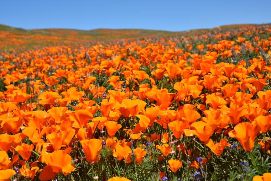 Up close photo of a field of California poppies