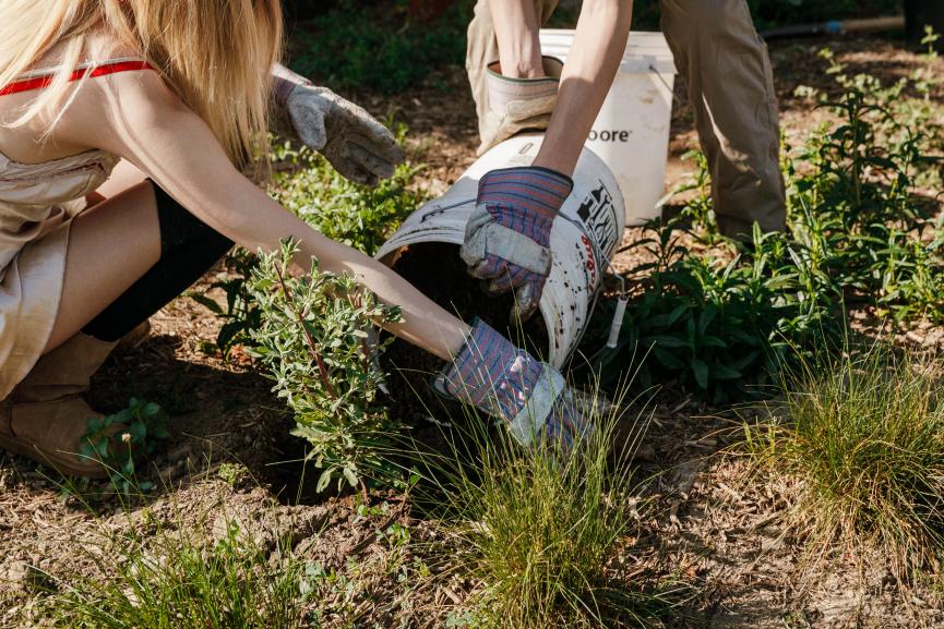 Two people with work gloves planting a sapling bush