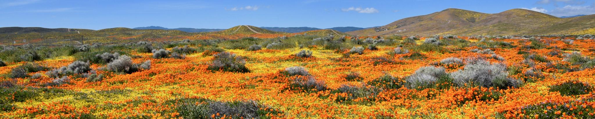 A sea of poppies and other wildflowers