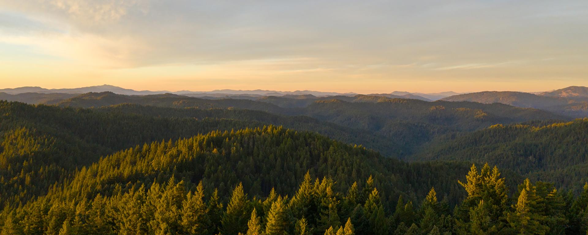 Golden hour light illuminating an expansive landscape of tree-covered mountains.