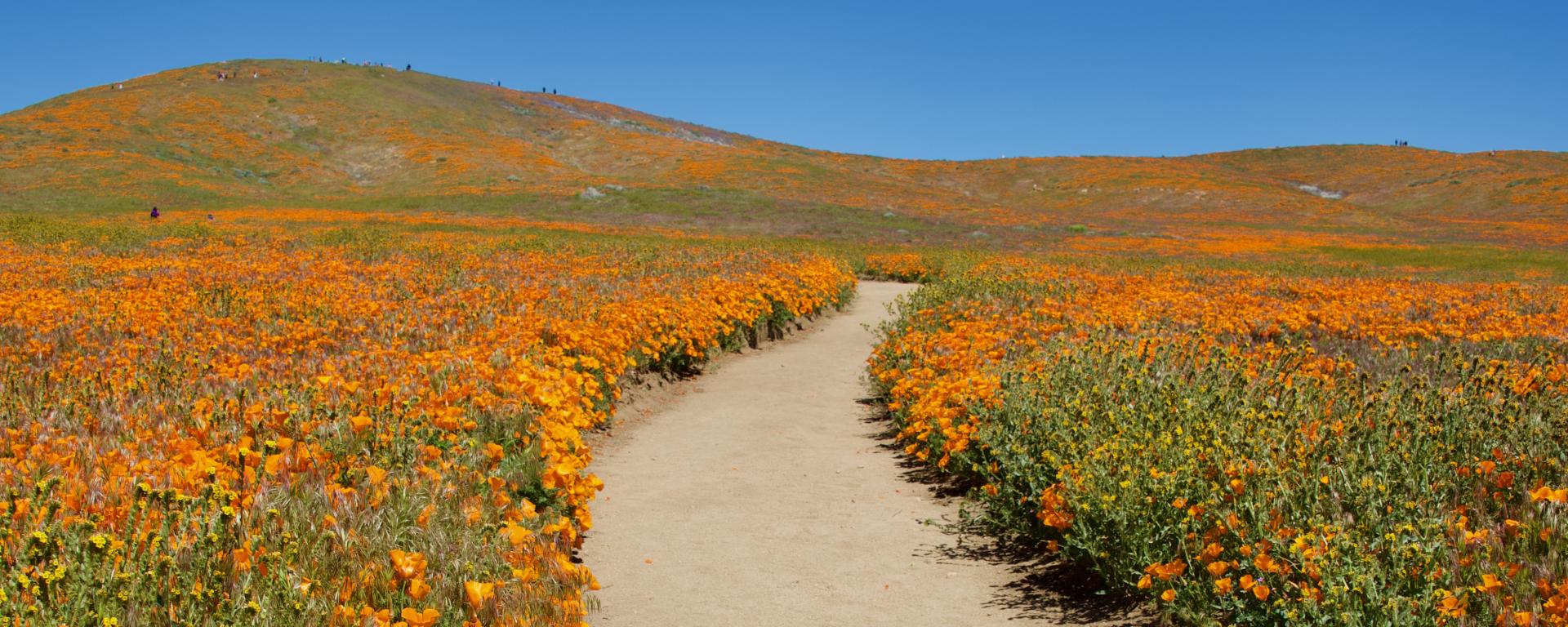 A path through a field of California poppies