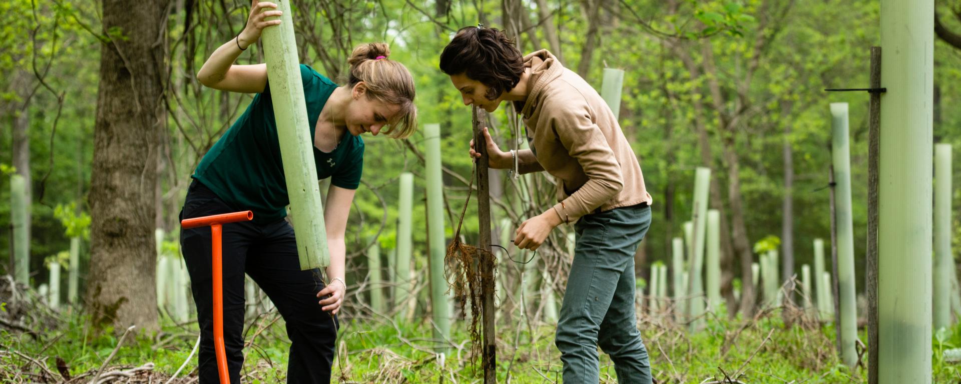 Two women planting tree seedlings