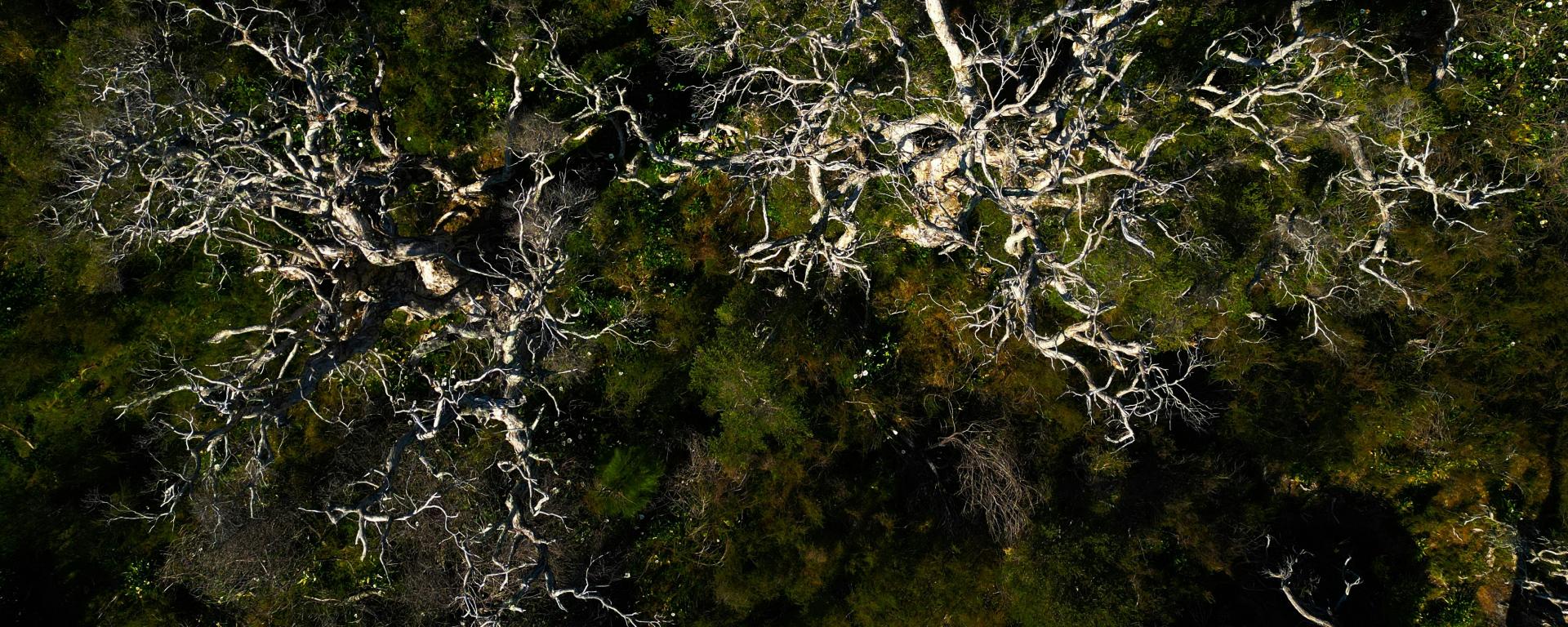 A fungal mycelium image